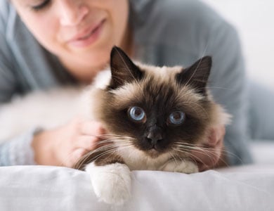 a woman in the background is lying down with a Himalayan cat seen in the foreground