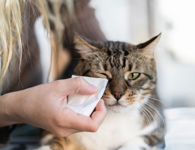 tabby cat having its eyes cleaned