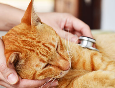 ginger cat getting a check-up