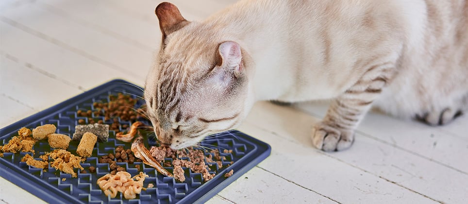 5 fa&ccedil;ons de rehausser les repas de votre chat