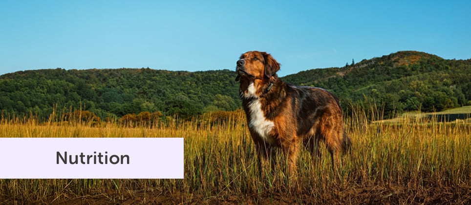 Feed their next adventure with Nordika