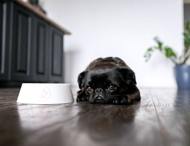 little black pug looks sad lying by his bowl