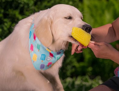 chien avec popsicle