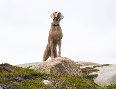 Un chien en nature sur un rocher