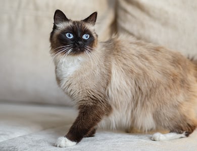 The Birman: an enchanting gaze and a feline sweetness