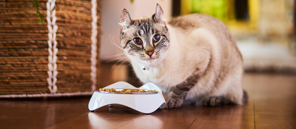 Quelle nourriture et comment choisir l&rsquo;alimentation de votre chat ?