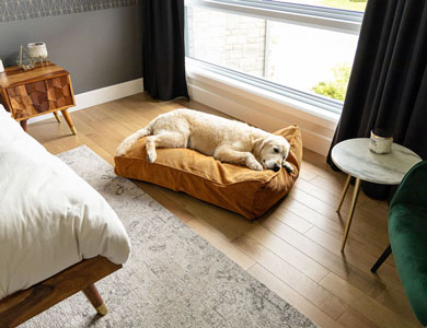 golden retriever lying on mustard yellow cushion in bedroom