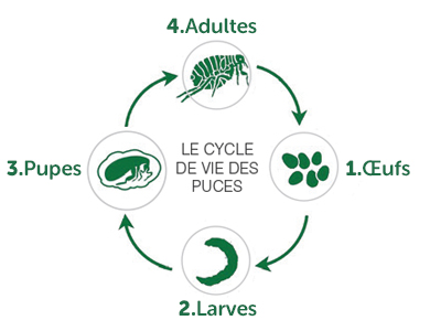Le cycle de vie des puces: Oeufs, larves, pupes, adultes.