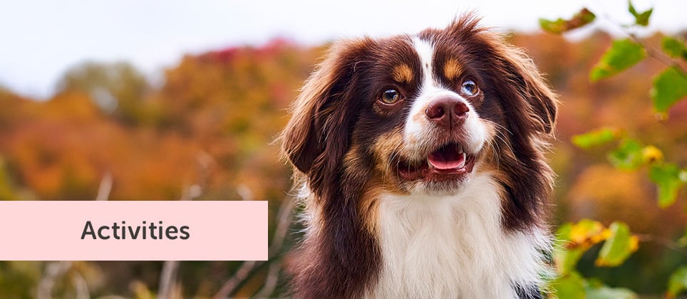 Top 5 fall activities to do with your dog