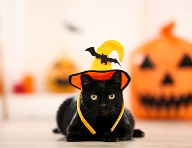 chat noir couché au sol avec un chapeau de sorcière orange sur la tête et une citrouille en arrière-plan