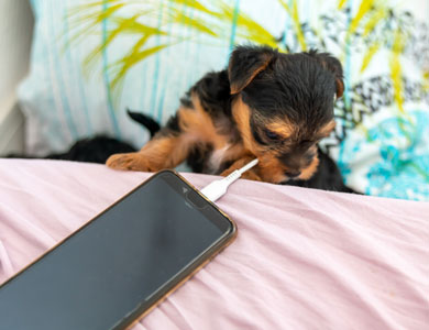 puppy chews on cell phone charger wire