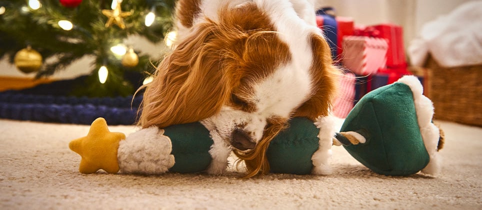 Les meilleures idées-cadeaux pour chiens