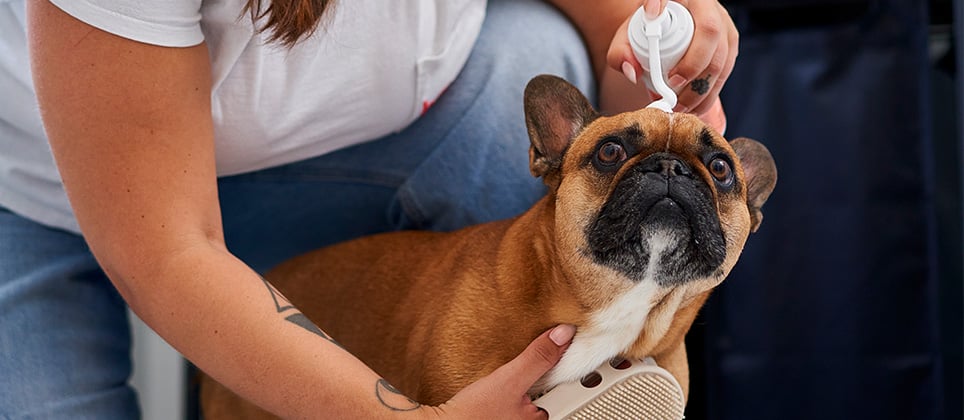 Comment pr&eacute;parer son chien pour les F&ecirc;tes : les meilleures astuces de toilettage