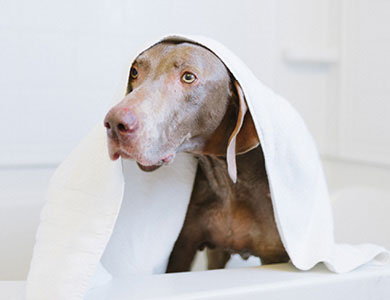 Séchez le pelage de votre chien à poil court en le frottant vigoureusement avec une serviette