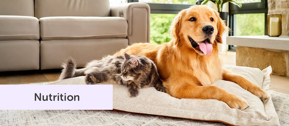 Hill&rsquo;s Science Diet: when science nourishes your pet&rsquo;s health