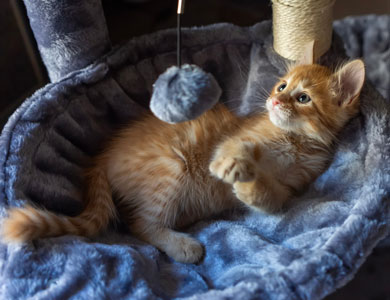 chaton roux couché dans un arbre à chat