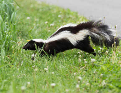 skunk