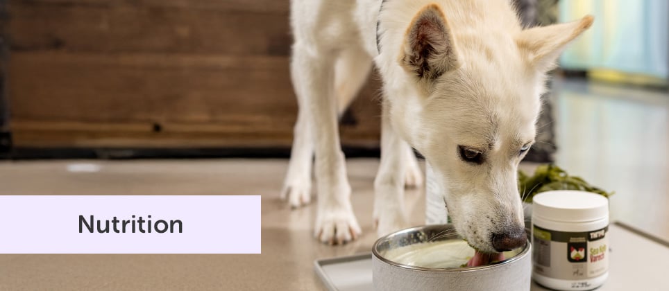 Mondou Recipes: Vitamin elixir for dogs