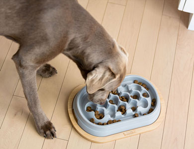 labrador brun qui mange des croquettes dans un bol interactif posé au sol