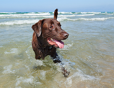 Labrador brun qui marche dans la mer