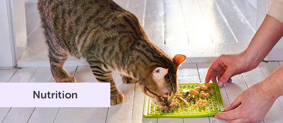 Thinking about raw food for your pet? Here's how to start!