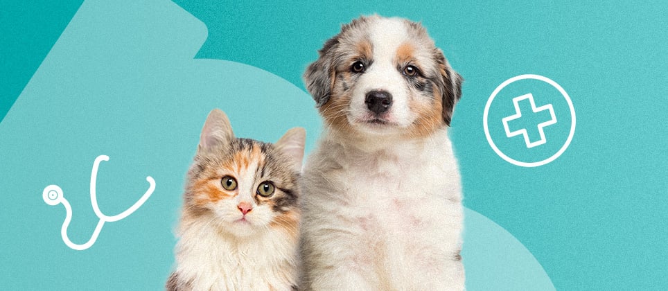 Comment choisir une assurance pour votre animal?