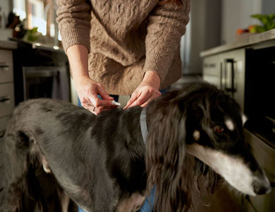 chien sur lequel on applique un produit antiparasitaire