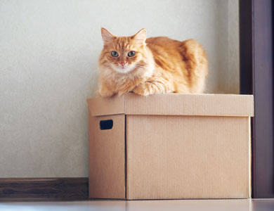 chat sur une boîte