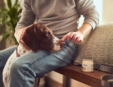 dog being put on nose balm