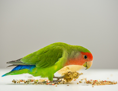 A healthy parrot diet
