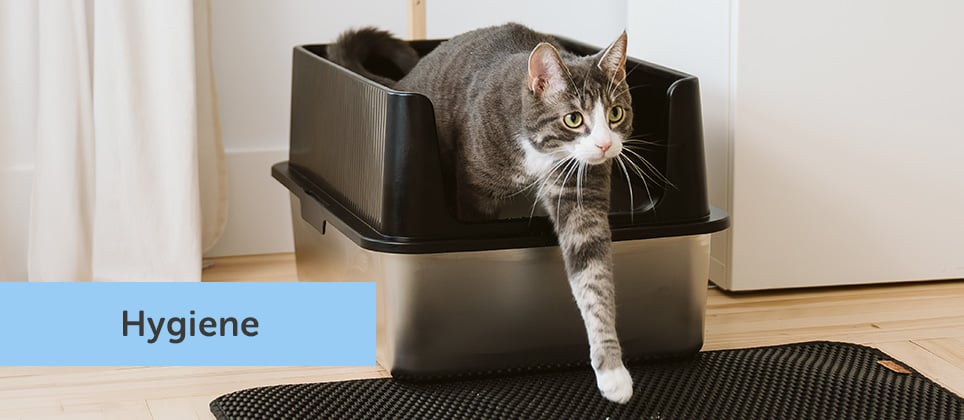 How to clean cat litter