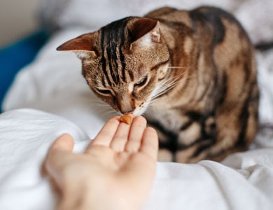 short-haired tabby sniffing a treat held out by a hand