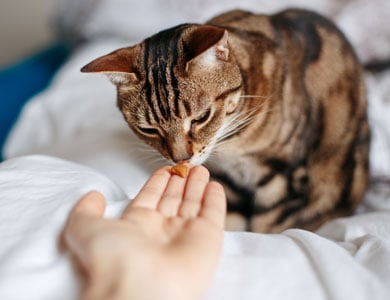 chat tigré à poil court qui renifle une gâterie présentée par une main