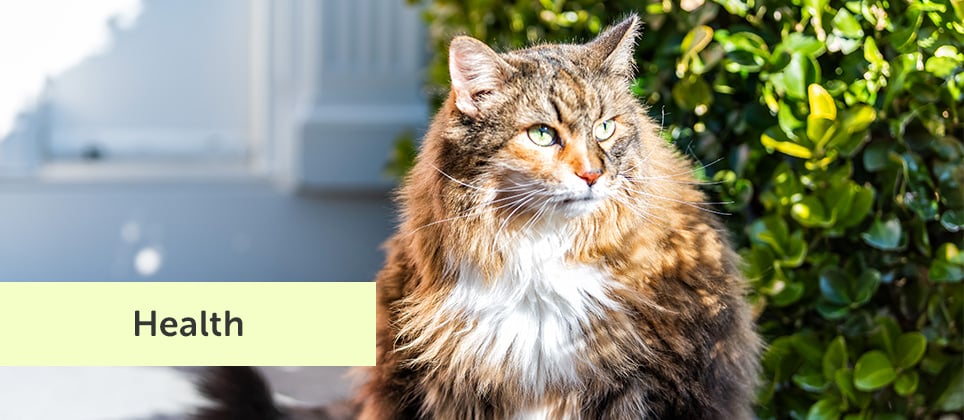 Obesity in pets: health consequences and solutions