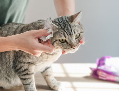 cat having its ears cleaned