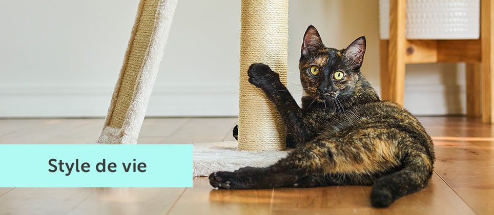 5 trucs pour rendre ta maison cat friendly et s&eacute;curitaire pour ton chat