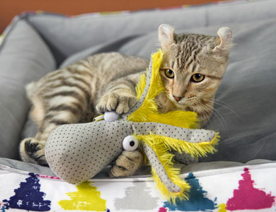Grey tabby cat lying in a basket plays with a beonebreed octopus toy 