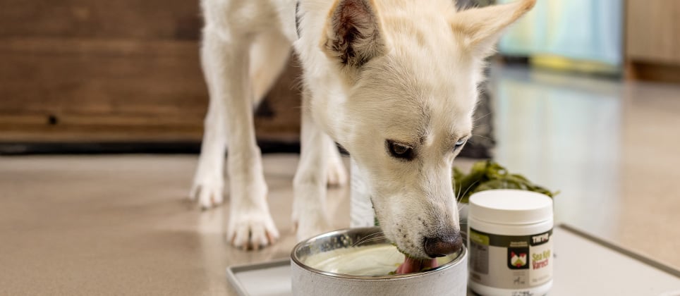 Les Recettes Mondou : Élixir vitaminé pour chiens