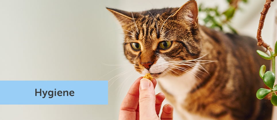 Top 5 Best Dental Treats for Cats