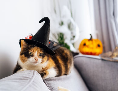 chat calico installé sur le dossier d'un divan avec un chapeau de sorcière sur la tête
