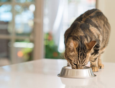 chat tigré qui mange dans un bol métallique sur un comptoir blanc