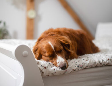 red-haired dog lying on a bed