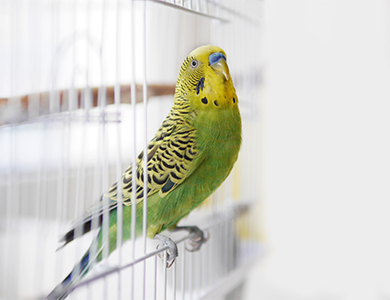 Pourquoi les perruches et autres oiseaux de compagnie aiment se baigner -  Omlet Blog France
