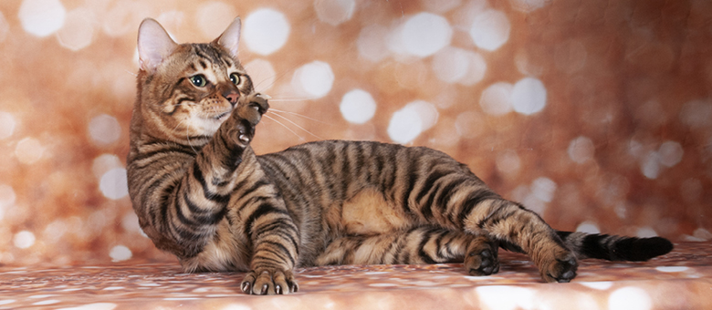 The toyger: a living room tiger