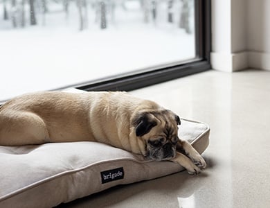 Chien sur son coussin