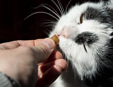 chat qui mange gâterie