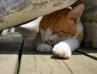 chat au soleil