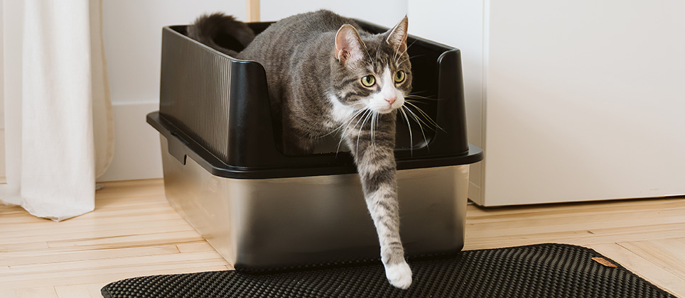 How to clean cat litter