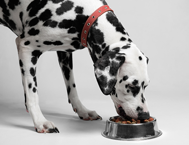 chien dalmatien qui porte un collier rouge et mange de la nourriture sèche dans un bol en acier inoxydable