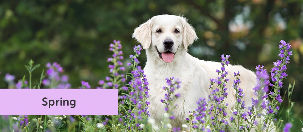 Spring prep unleashed: 10 tips for your pet's best season yet